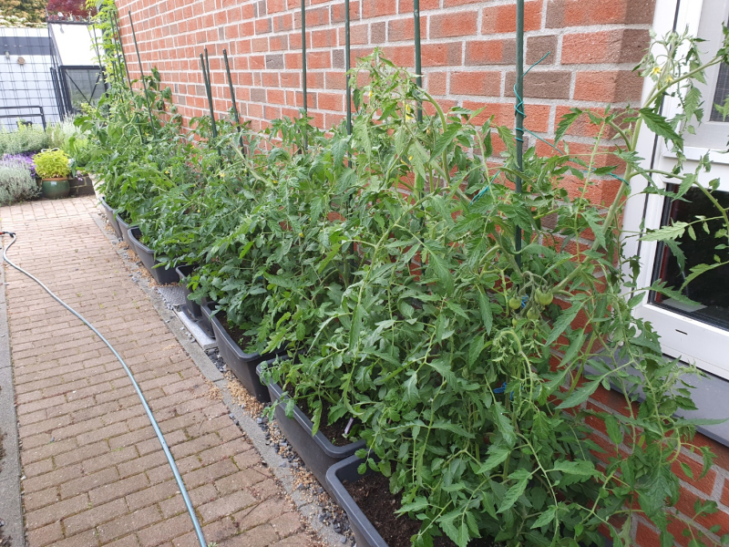 20230606_Tomaten.JPG