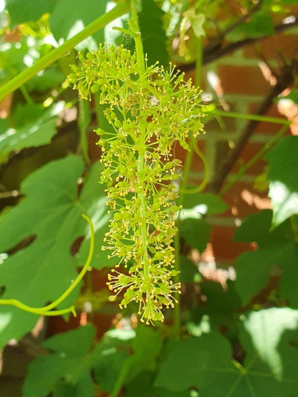 20230612_Hauswein3.JPG
