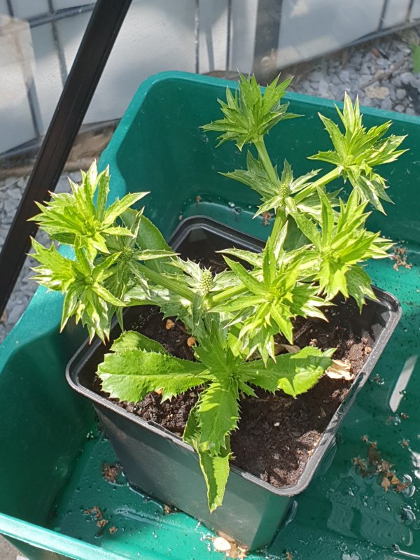 20230621_Long Thai Coriander.JPG