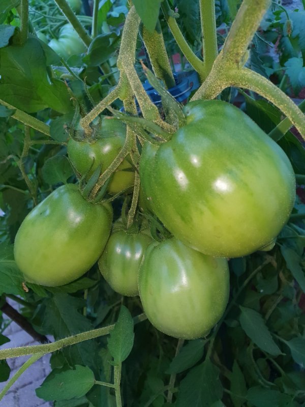 20230624_Ceman.JPG