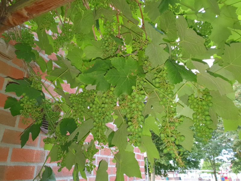 20230630_Hauswein1.JPG