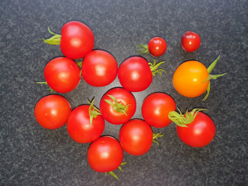 20230712_Tomaten.JPG