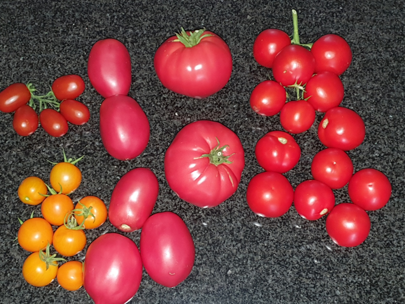 20230726_Tomatenernte.JPG