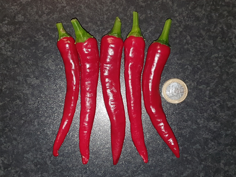 20230919_Alegria Riojana.JPG