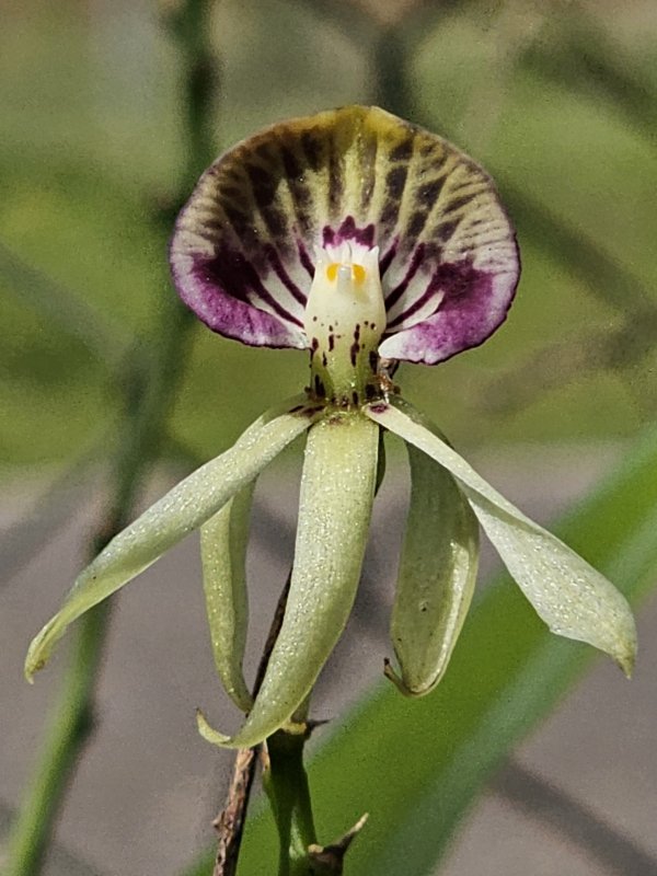 20250207_Black Orchid2.JPG