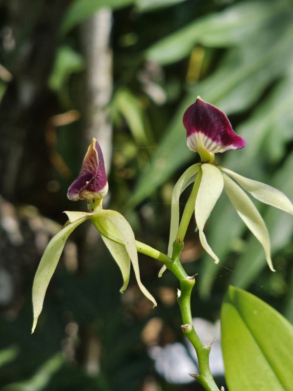 20250207_Black Orchid4.JPG