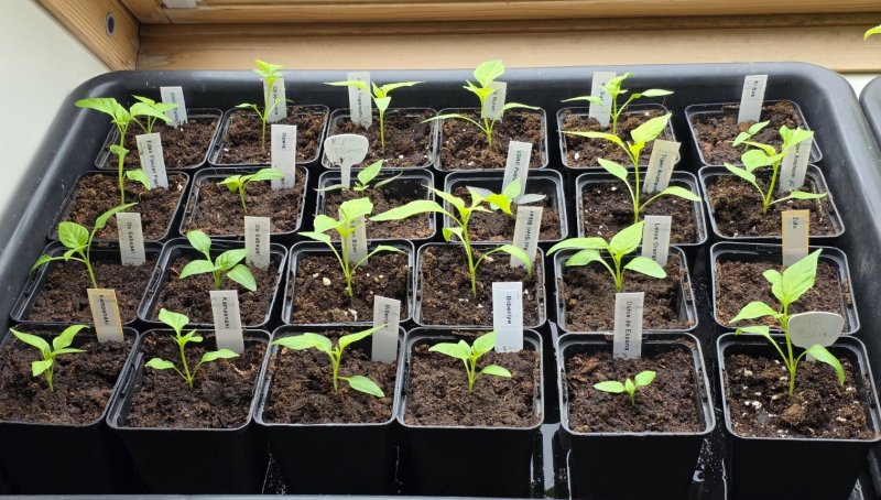 20250313_C. annuum.JPG