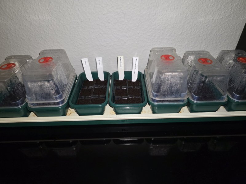 20250329_Tomaten.JPG