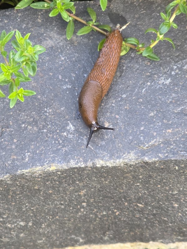 20250428_Nacktschnecke.JPG