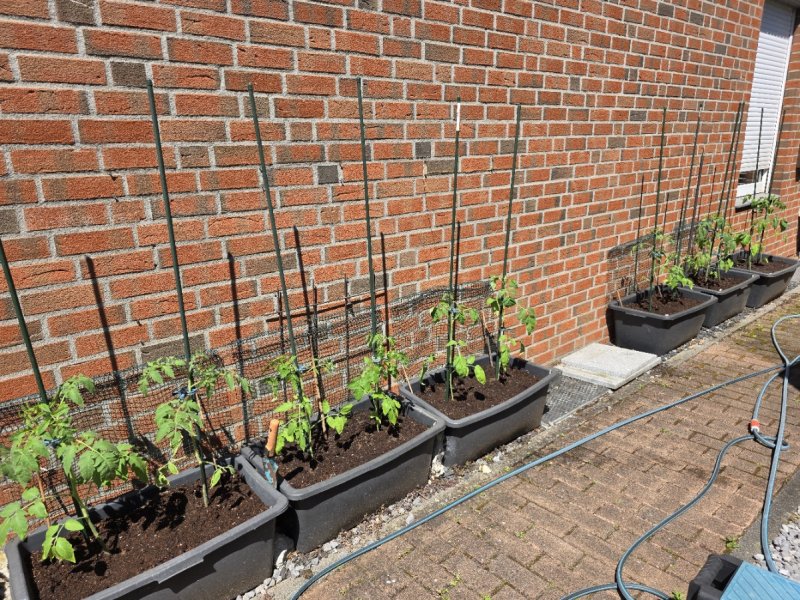 20250511_Tomaten1.JPG