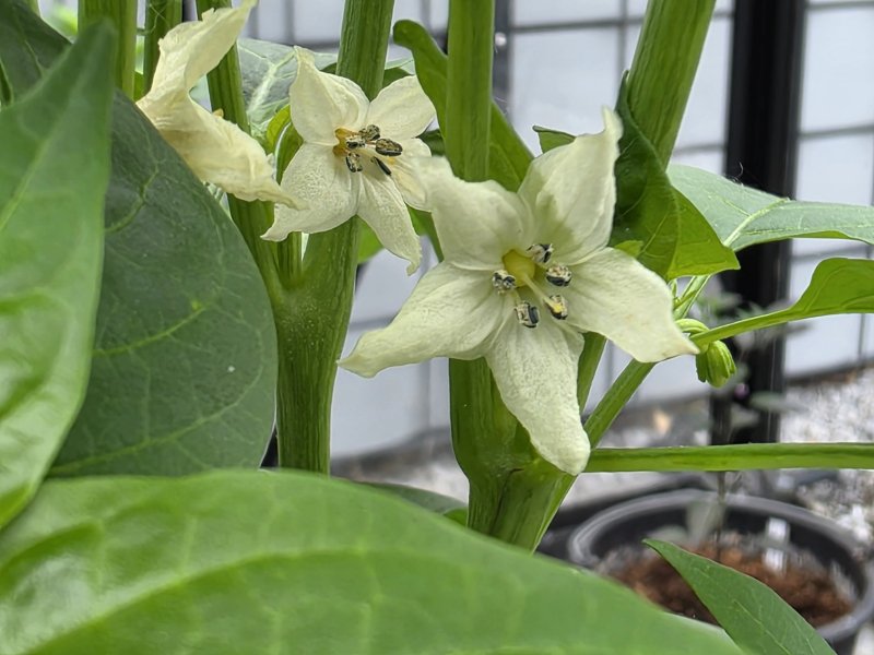 20250527_Biberiye-Blüte.JPG