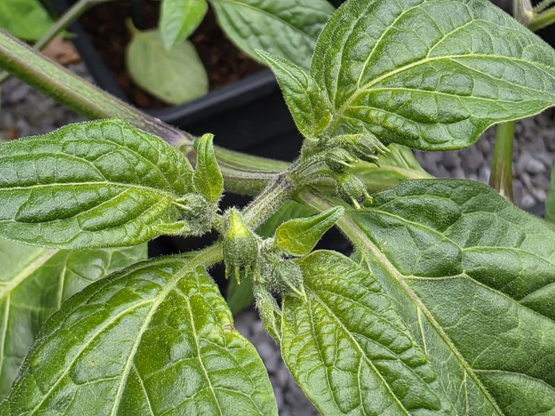 20250529_Rocoto Chedraui.JPG
