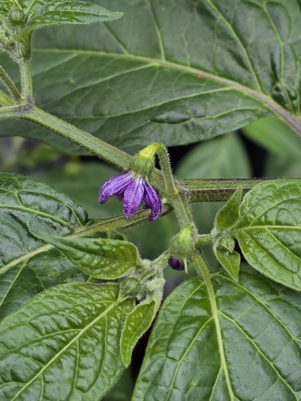 20250604_Rocoto Chedraui.JPG