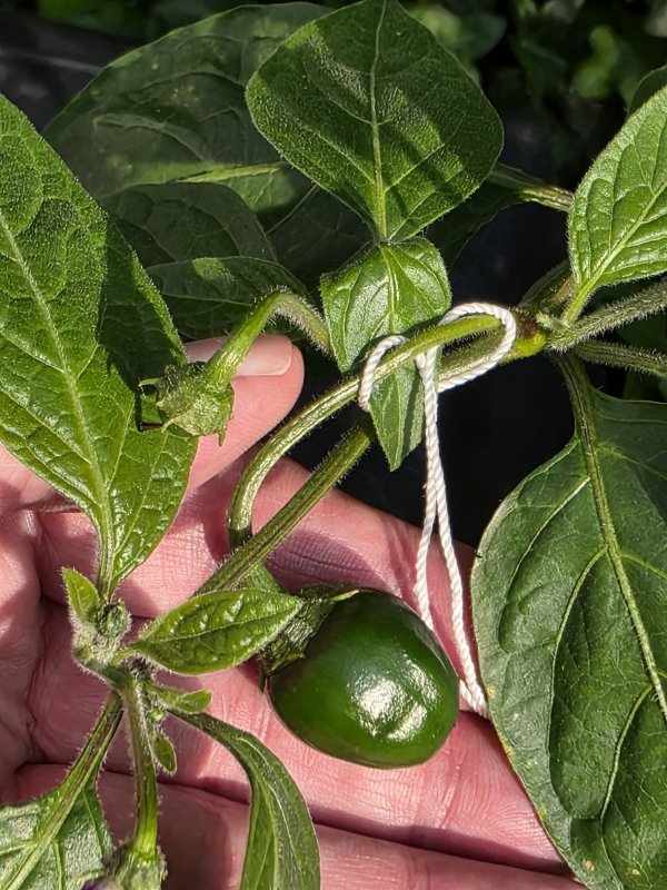 20250606_Rocoto Marlene.JPG