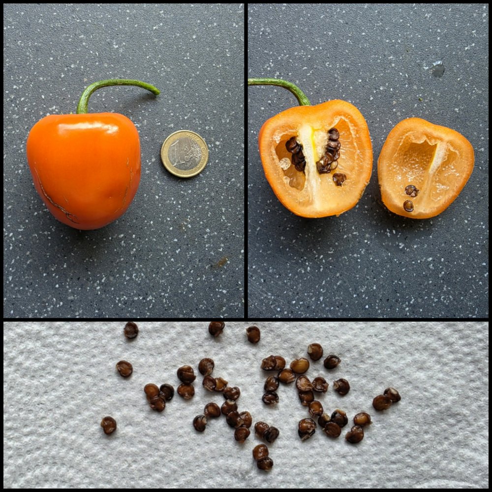20250807_Rocoto Marlene.jpg
