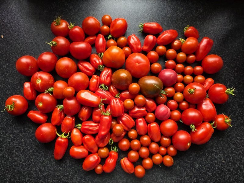 20250817_Tomaten.JPG