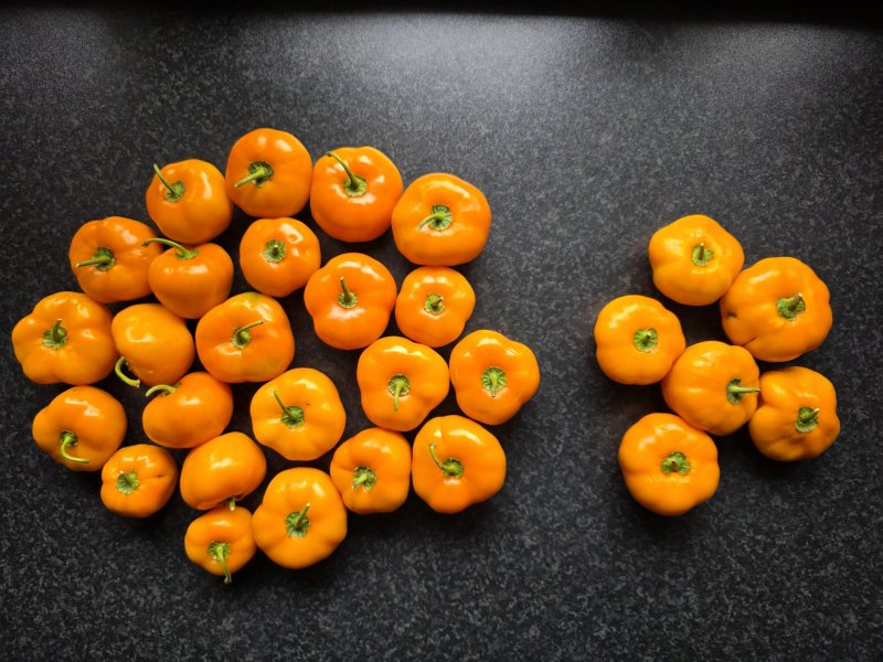 20250904_Rocoto Chedraui-Quintana.JPG
