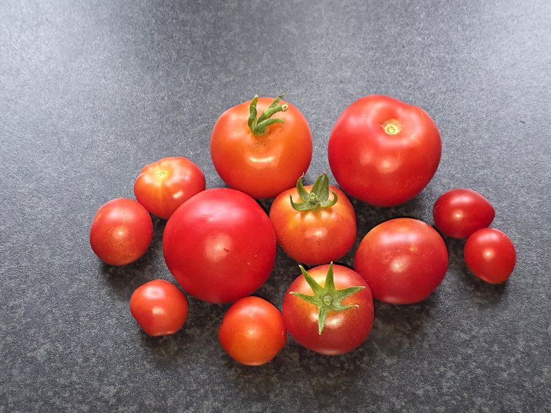 20251008_Tomaten.JPG