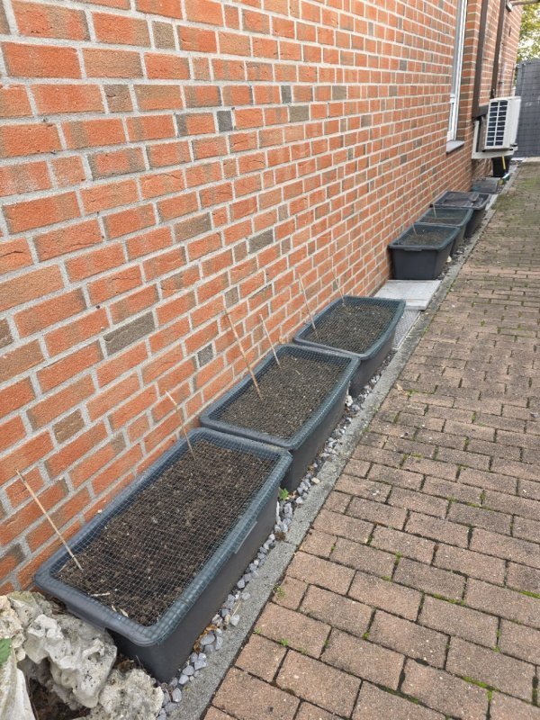 20251012_Tomatenwand.JPG