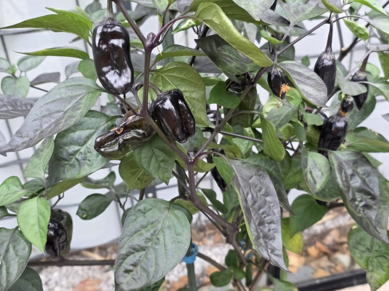 20251013_VSRP Poblano Black2.JPG