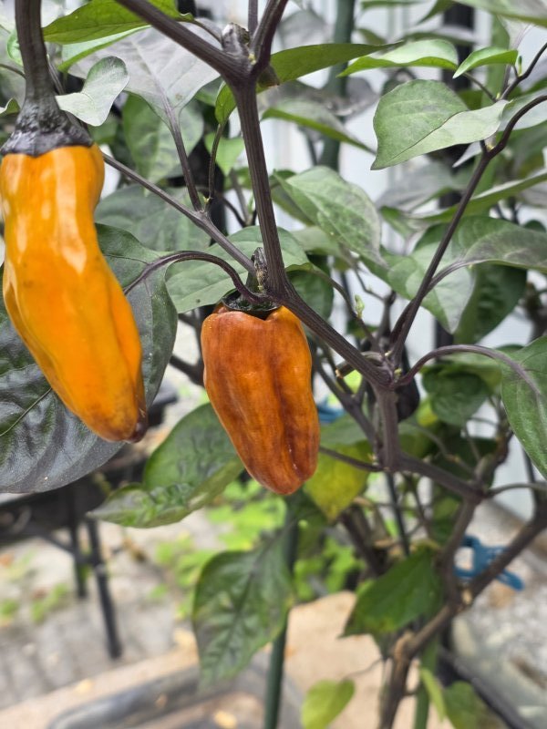 20251013_VSRP Poblano Black3.JPG