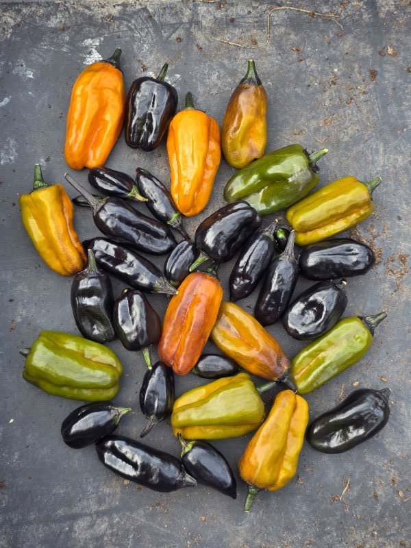 20251104_VSRP Oblano Black.JPG