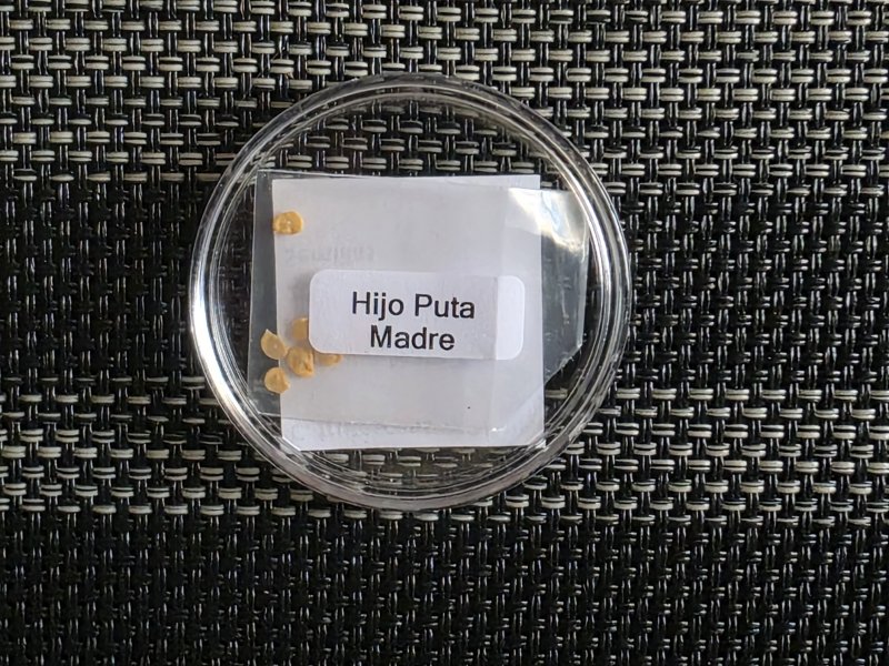 20251228_Hijo Puta Madre.JPG