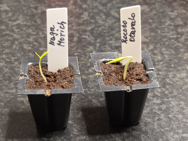 20260109_Frisch geschlüpft.JPG