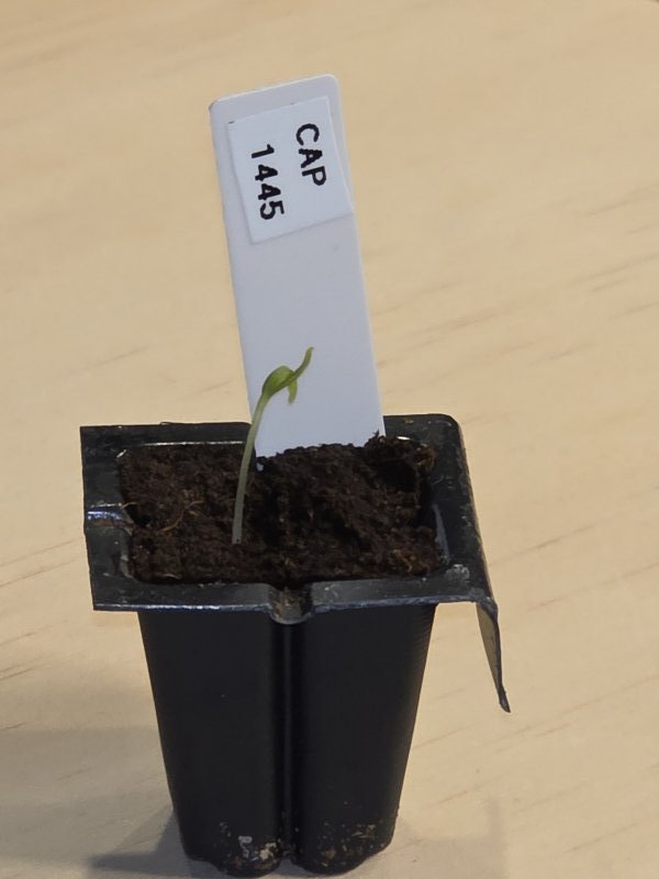 20260116_CAP 1445.JPG