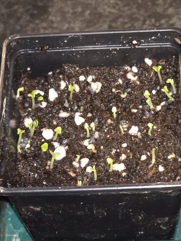 20260123_Griechisches Basilikum.JPG