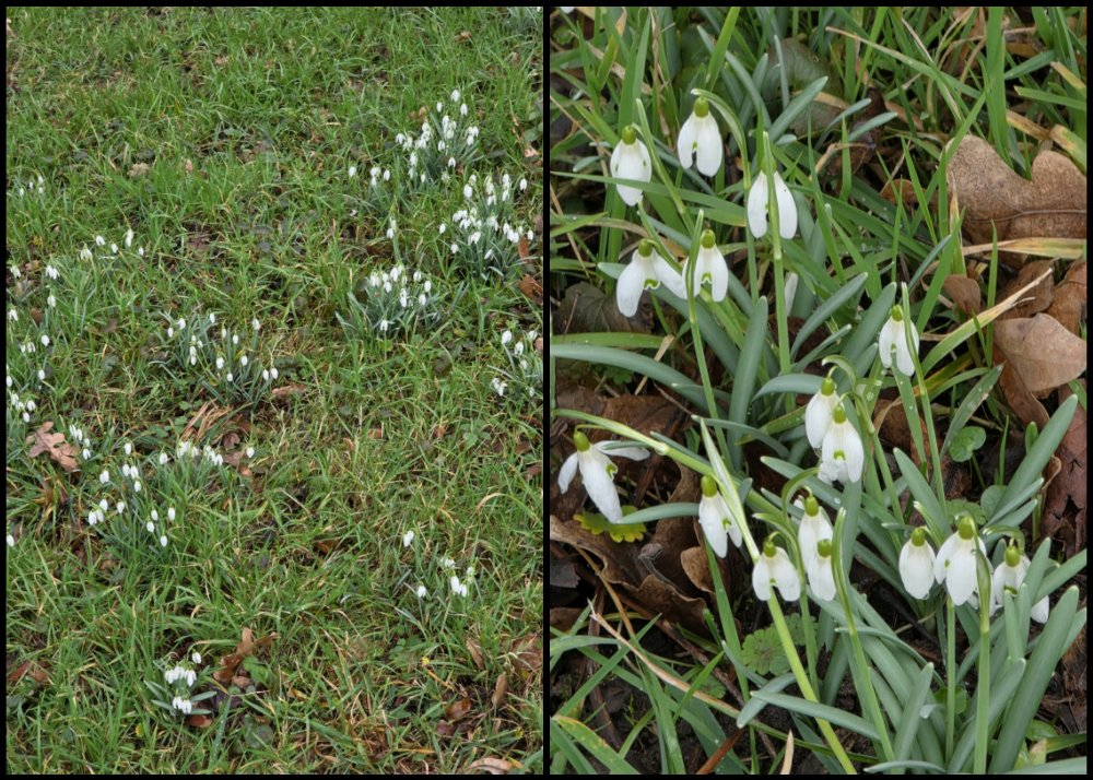 20260223-Schneeglöckchen.jpg