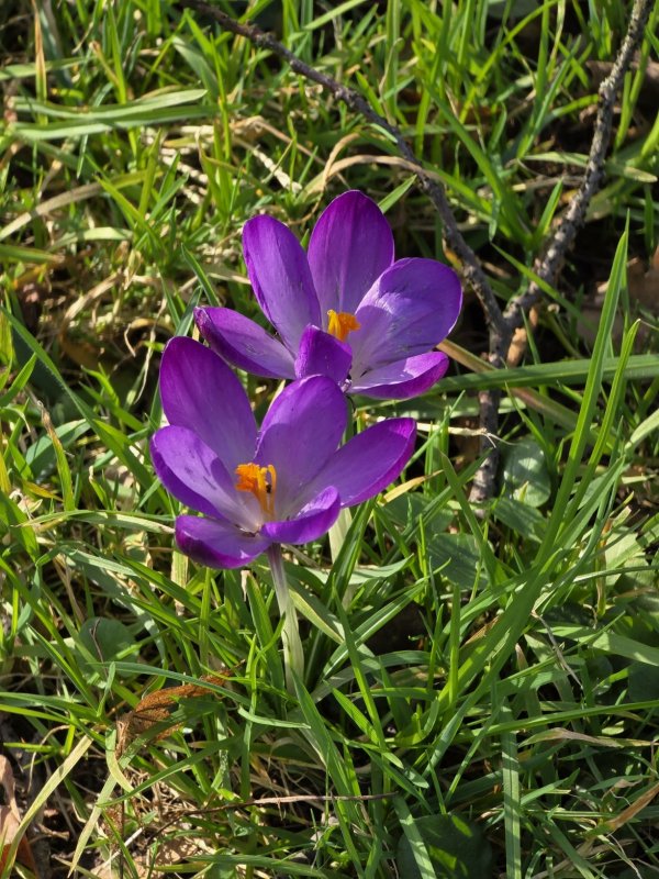 20260226_Krokus.JPG