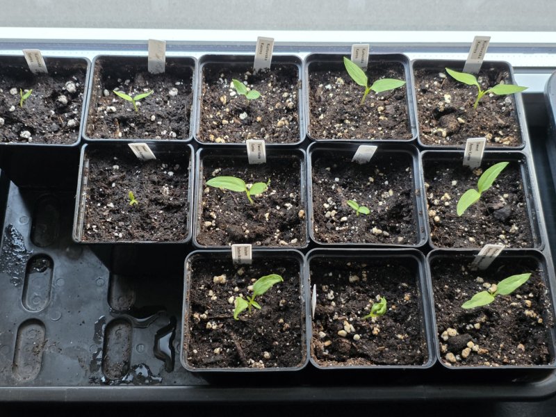 20260304_Capsicum annuum.JPG