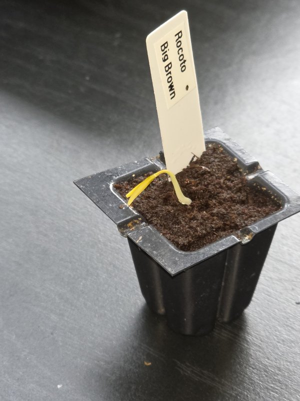 20260307_Rocoto Big Brown.JPG