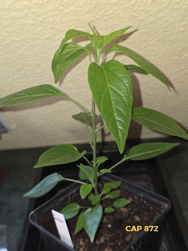 20260314_CAP 872.jpg