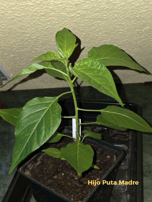 20260314_Hijo Puta Madre.jpg