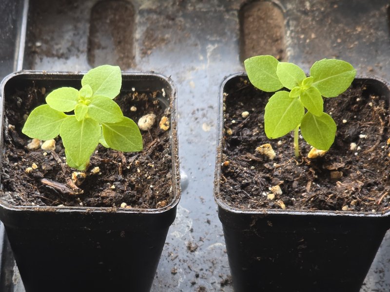 20260316_Griechisches Basilikum.JPG