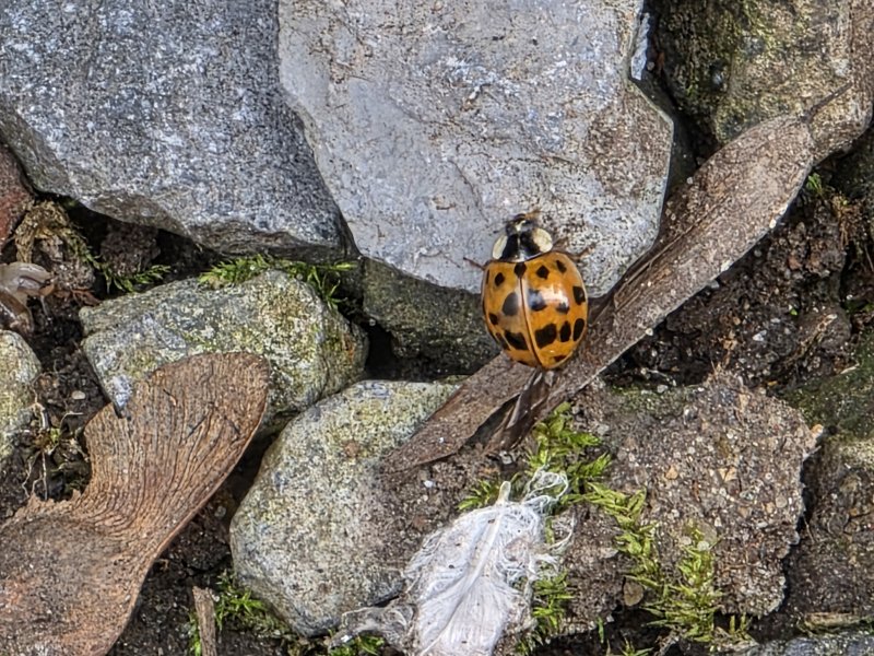 20260323_Marienkäfer.JPG