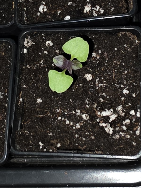 20260323_Mor Reyhan Basilikum.JPG