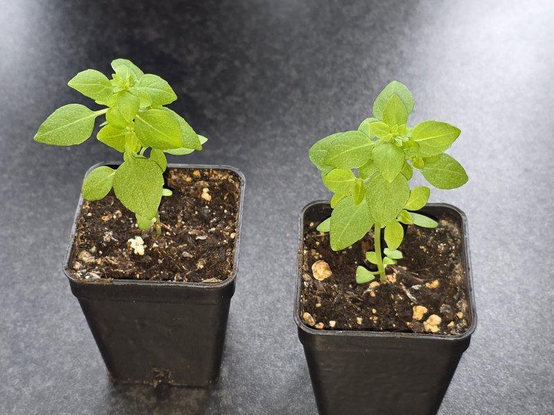 20260331_Griechisches Basilikum.JPG