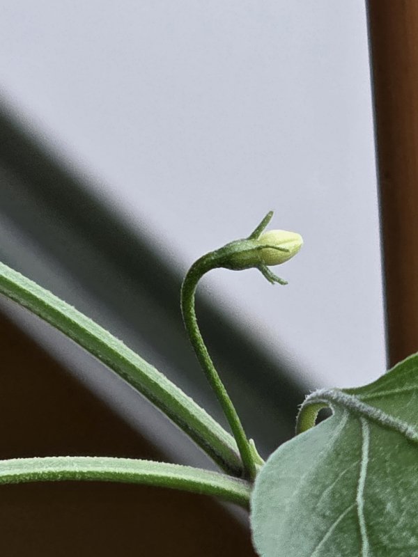 20260405_CAP 1445.JPG