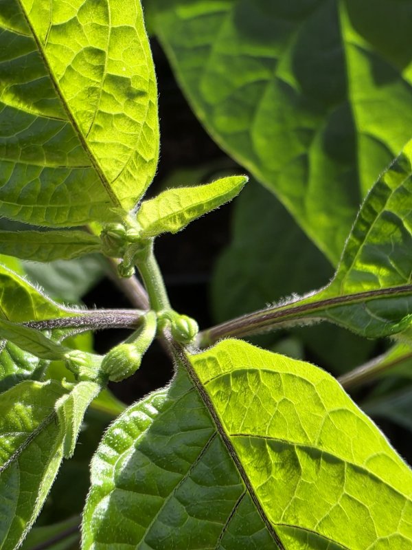 20260405_Naga Morich.JPG