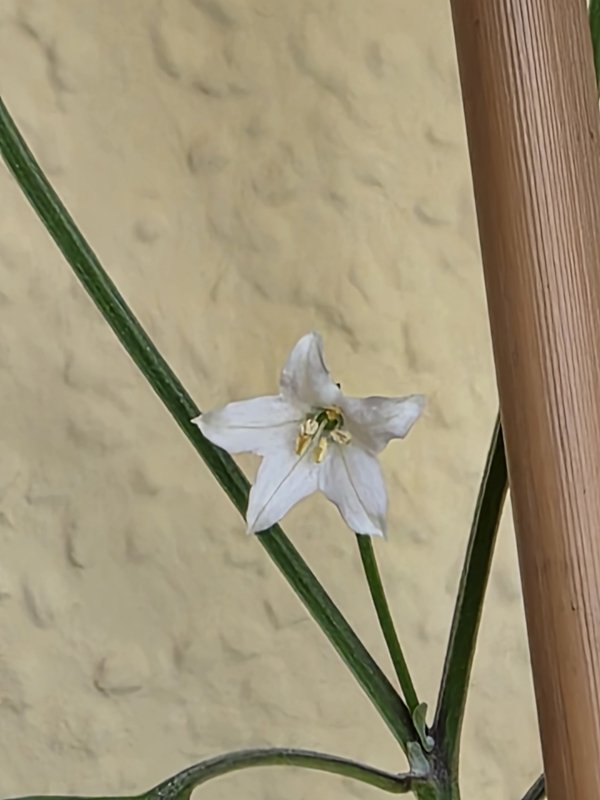 20260409_CAP 1445.JPG