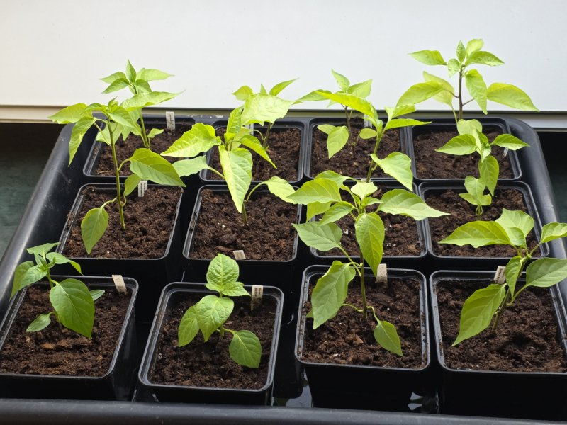 20260417_C. annuum.JPG