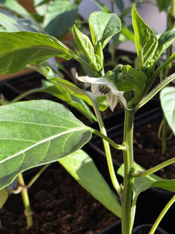 20260428_Anaheim Berbre Mustard.JPG