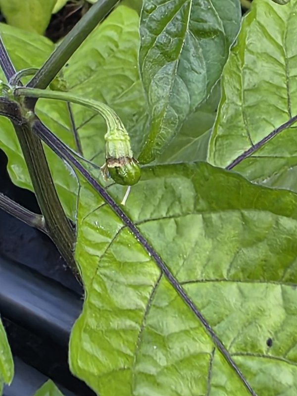 20260428_Naga Morich.JPG