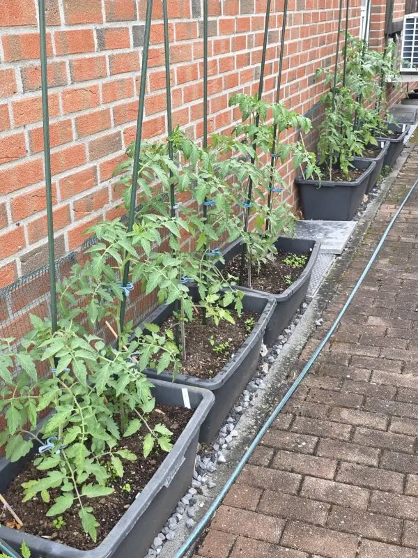 20260606_Tomatenwand.webp