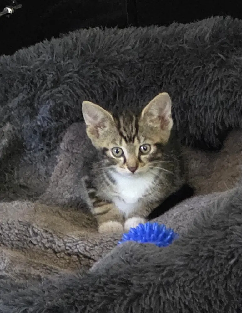 20260620_Katzenbaby.webp