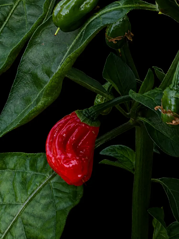 20260621_Naga Morich1.webp