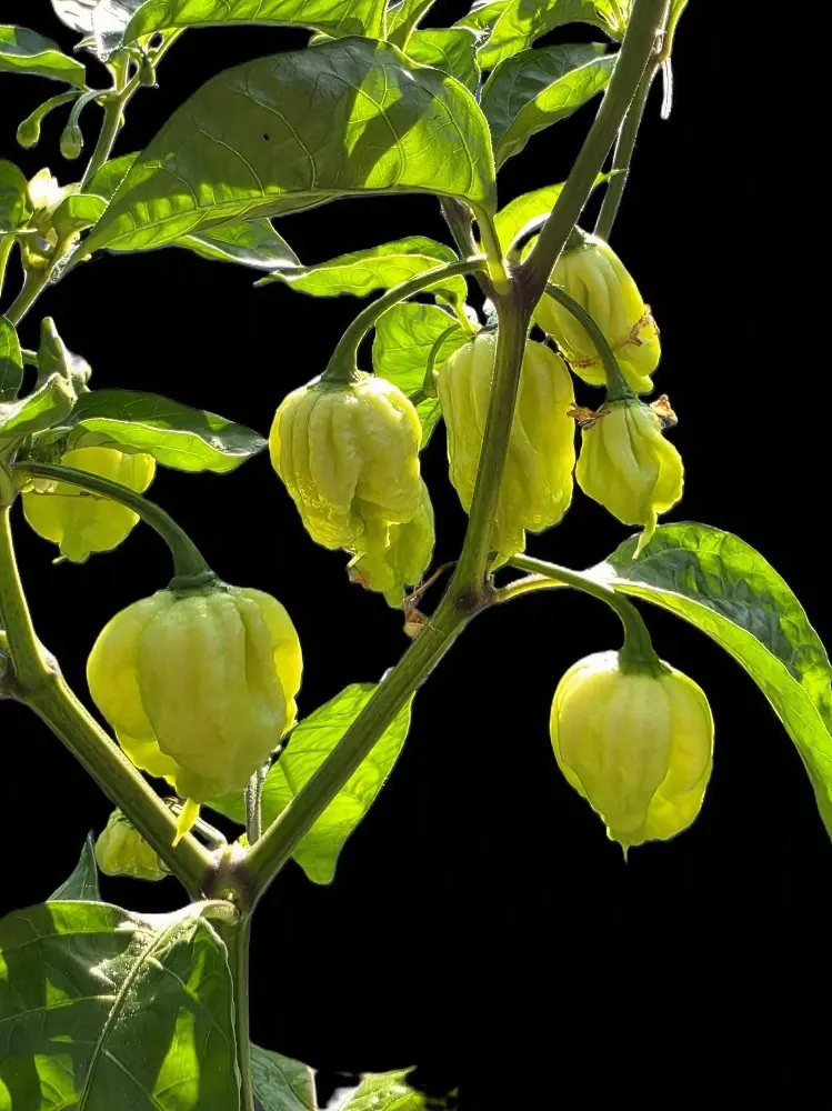20260627_Carolina Reaper1.webp